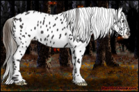 Horse Color:Smoky Black Near Leopard 