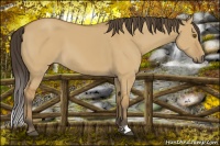 Horse Color:Buckskin Dun 
