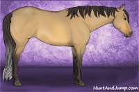 Horse Color:Buckskin Dun 