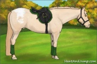 Horse Color:Gold Champagne Snowcap 