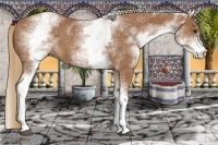 Horse Color:White Spotted Chestnut 