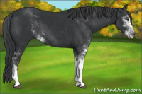 Horse Color:Black Sabino 