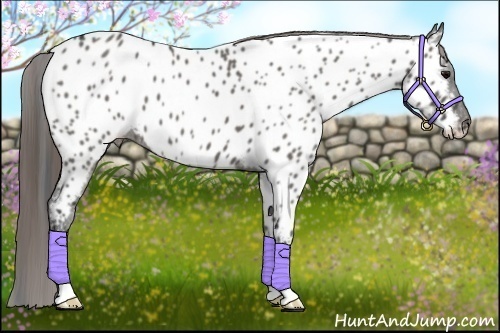 Horse Color:Grullo Near Leopard 