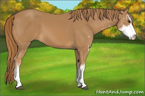 Horse Color: Chestnut Sabino 