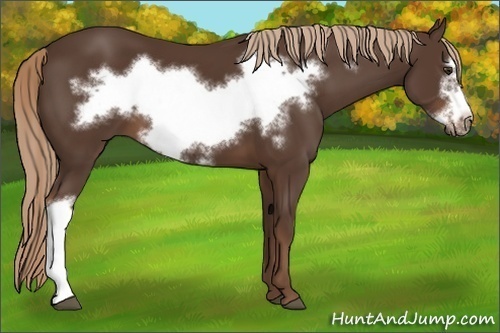 Horse Color: Liver Chestnut Frame 