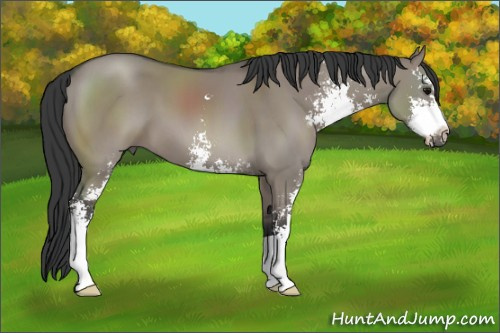 Horse Color: Grullo Sabino 