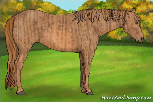 Horse Color: Chestnut  Brindle