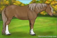 Horse Color:Chocolate Palomino 