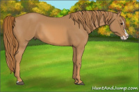 Horse Color:Chestnut Splash