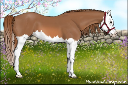 Horse Color: Chestnut Splash 