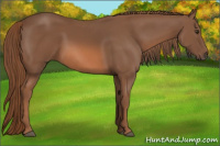 Horse Color:Liver Chestnut 