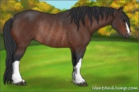 Horse Color:Bay Rabicano 