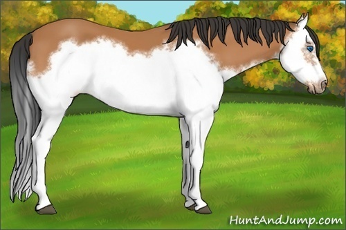 Horse Color:Bay Splash Frame 