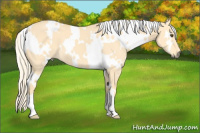 Horse Color:White Spotted Palomino Dun 