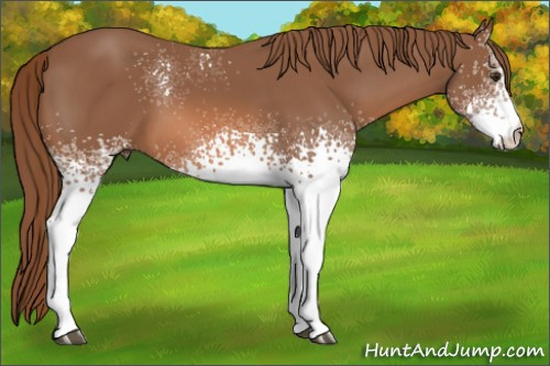 Horse Color:White Spotted Liver Chestnut 