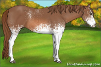 Horse Color:White Spotted Liver Chestnut 