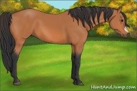 Horse Color:Bay Frame 