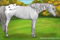 Horse Color:Black Appaloosa 