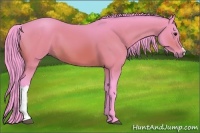 Horse Color:Watercolor Bay 