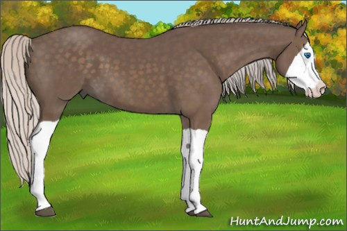 Horse Color: Silver Black Splash 