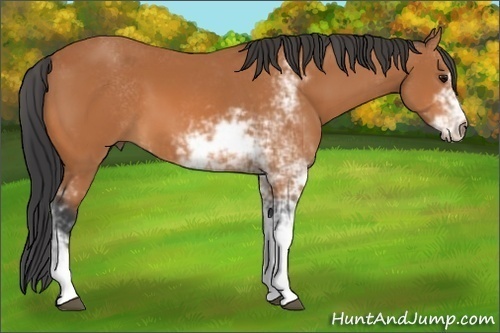 Horse Color:Bay Sabino 