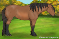 Horse Color:Bay Rabicano 