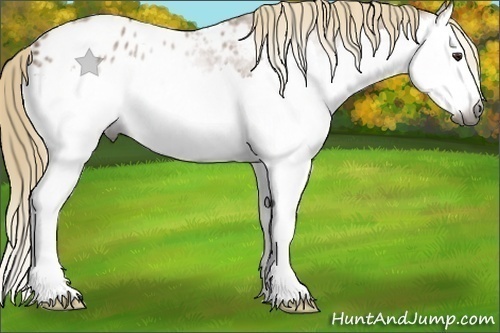 Horse Color:Gray Chestnut Splash Appaloosa