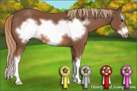 Horse Color:Liver Chestnut Sabino Splash Frame 