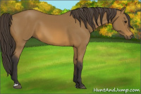 Horse Color:Buckskin 