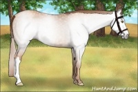 Horse Color:Gray Gold Champagne 
