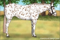 Horse Color:Chestnut Near Leopard 