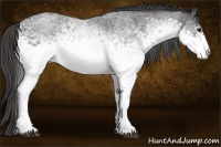 Horse Color:White Spotted Blue Roan Rabicano  Brindle