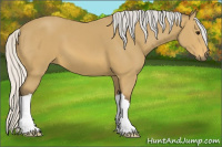 Horse Color:Silver Buckskin 