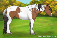 Horse Color:Bay Tobiano 