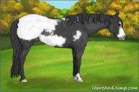 Horse Color:Blue Roan Frame Appaloosa