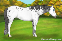 Horse Color:Black Splash Frame Near Leopard 