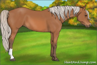 Horse Color:Silver Bay 