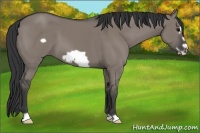 Horse Color:Grullo Frame