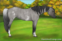Horse Color:White Spotted Grullo Roan