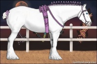 Horse Color:Gray Silver Amber Cream Champagne Roan Dun Splash Tobiano Frame Appaloosa Rabicano 