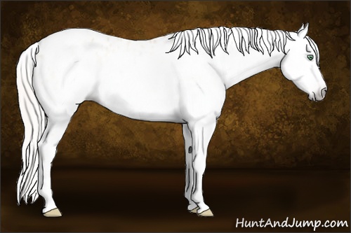 Horse Color:Gray Silver Amber Cream Champagne Roan Dun Splash Tobiano Frame Appaloosa Rabicano
