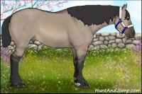 Horse Color:Brown Dun