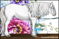 Horse Color:Gray Silver Amber Cream Champagne Roan Dun Splash Tobiano Frame Appaloosa Rabicano 