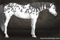 Horse Color:Blue Roan Splash Frame Appaloosa 