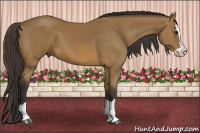 Horse Color:Buckskin Splash 