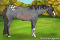 Horse Color:Brown Roan Appaloosa