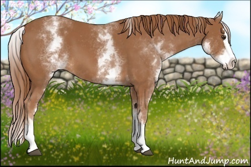 Horse Color:White Spotted Chestnut Splash