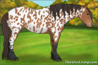 Horse Color:Bay Appaloosa