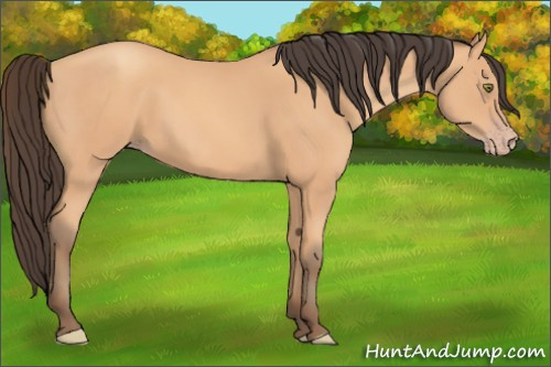 Horse Color:Unknown 