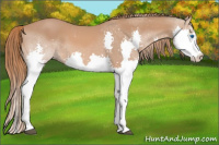 Horse Color:Chestnut Sabino Splash 